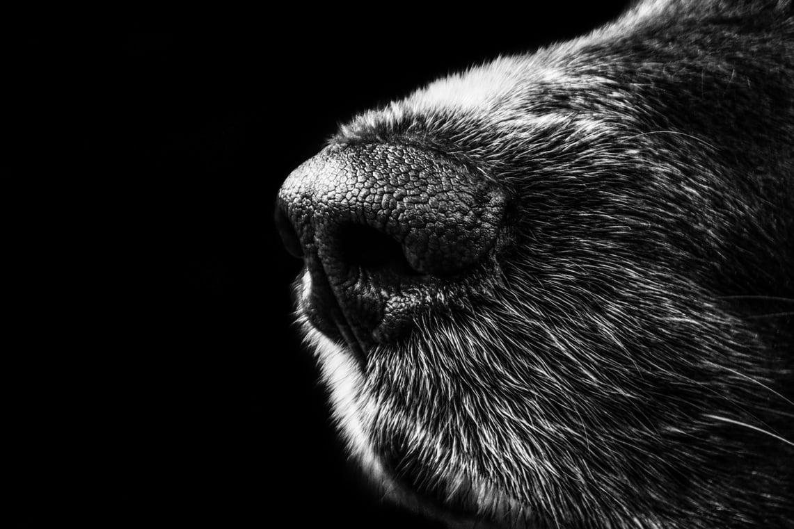 Dog's Nose Close-up